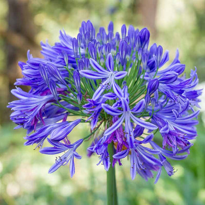African Lily Agapanthus plant