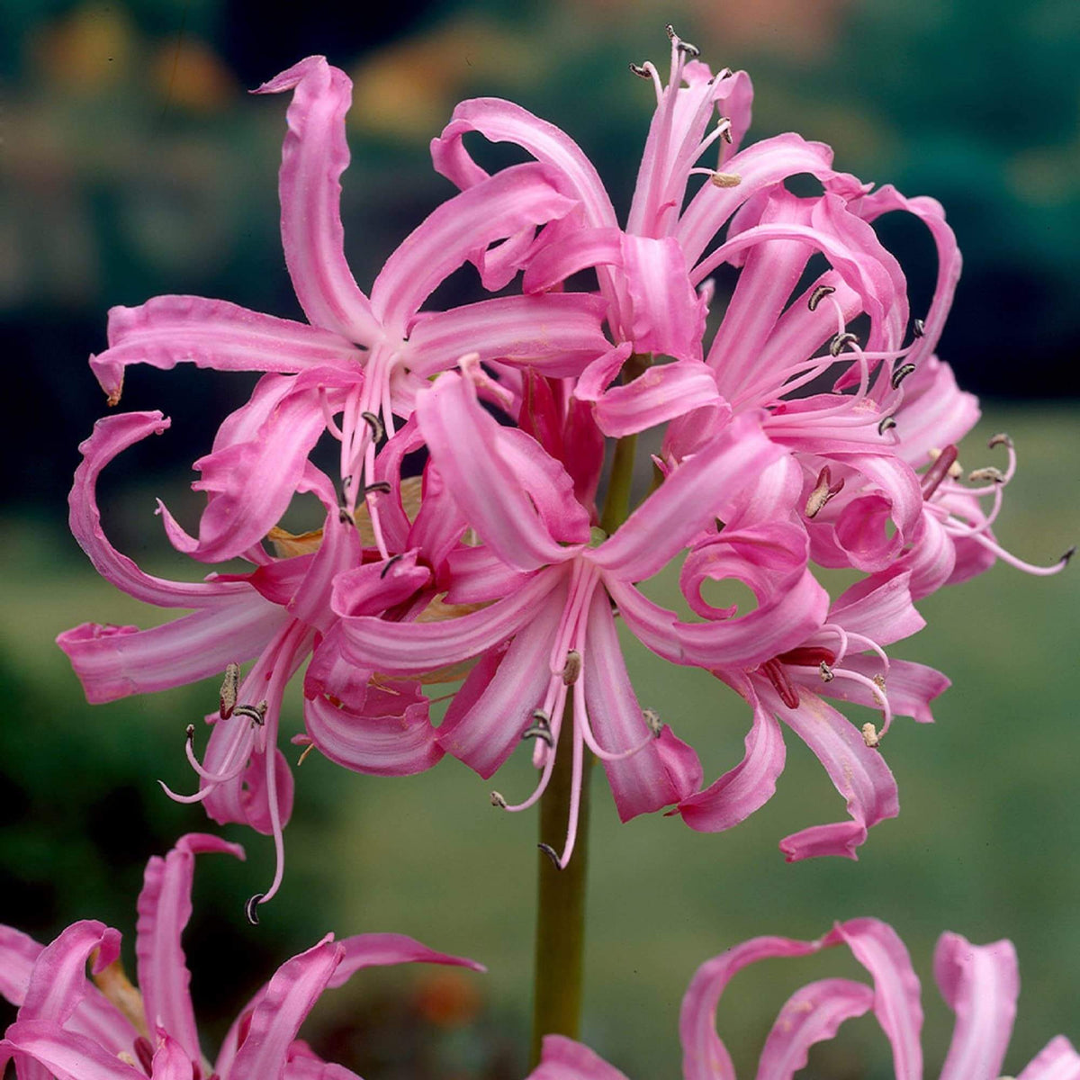 African Lily Agapanthus plant