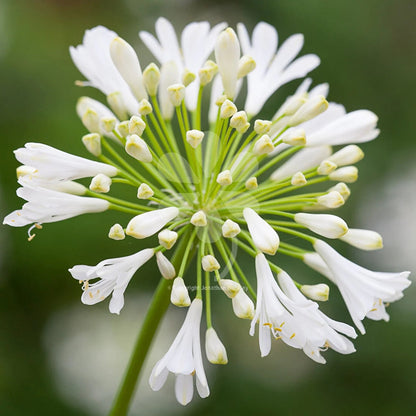 White Agapanthus flower seeds
