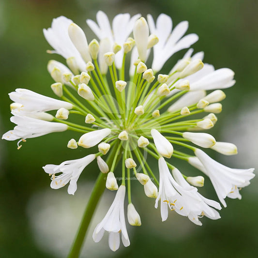 White Agapanthus flower seeds