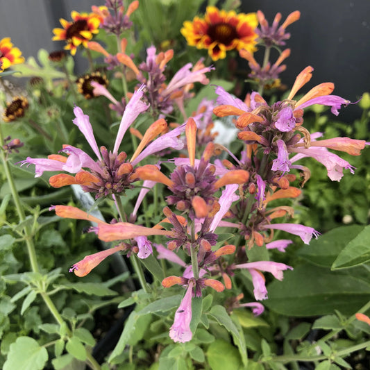 Agastache Arizona flower seeds
