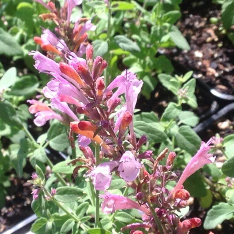 Arizona Sunset Agastache plant