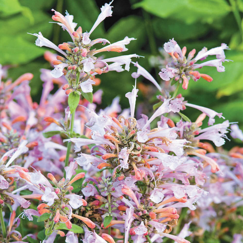 Arizona Sunset Agastache plant