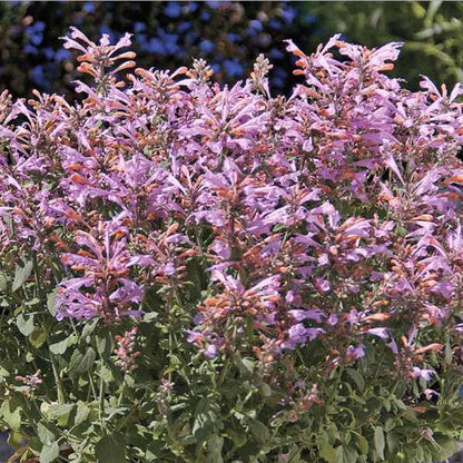 Arizona Sunset Agastache plant