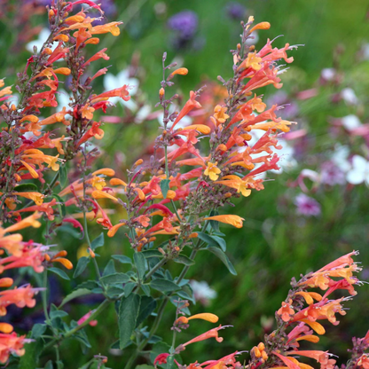 Aurantiaca Agastache plant
