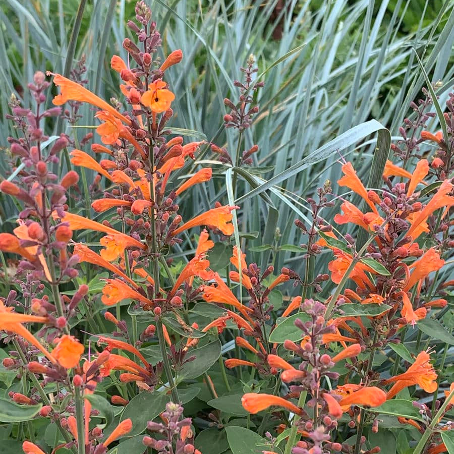 Aurantiaca Agastache plant