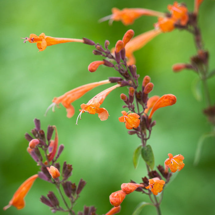 Aurantiaca Agastache plant