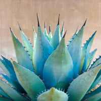 Blue Aloe Vera plant