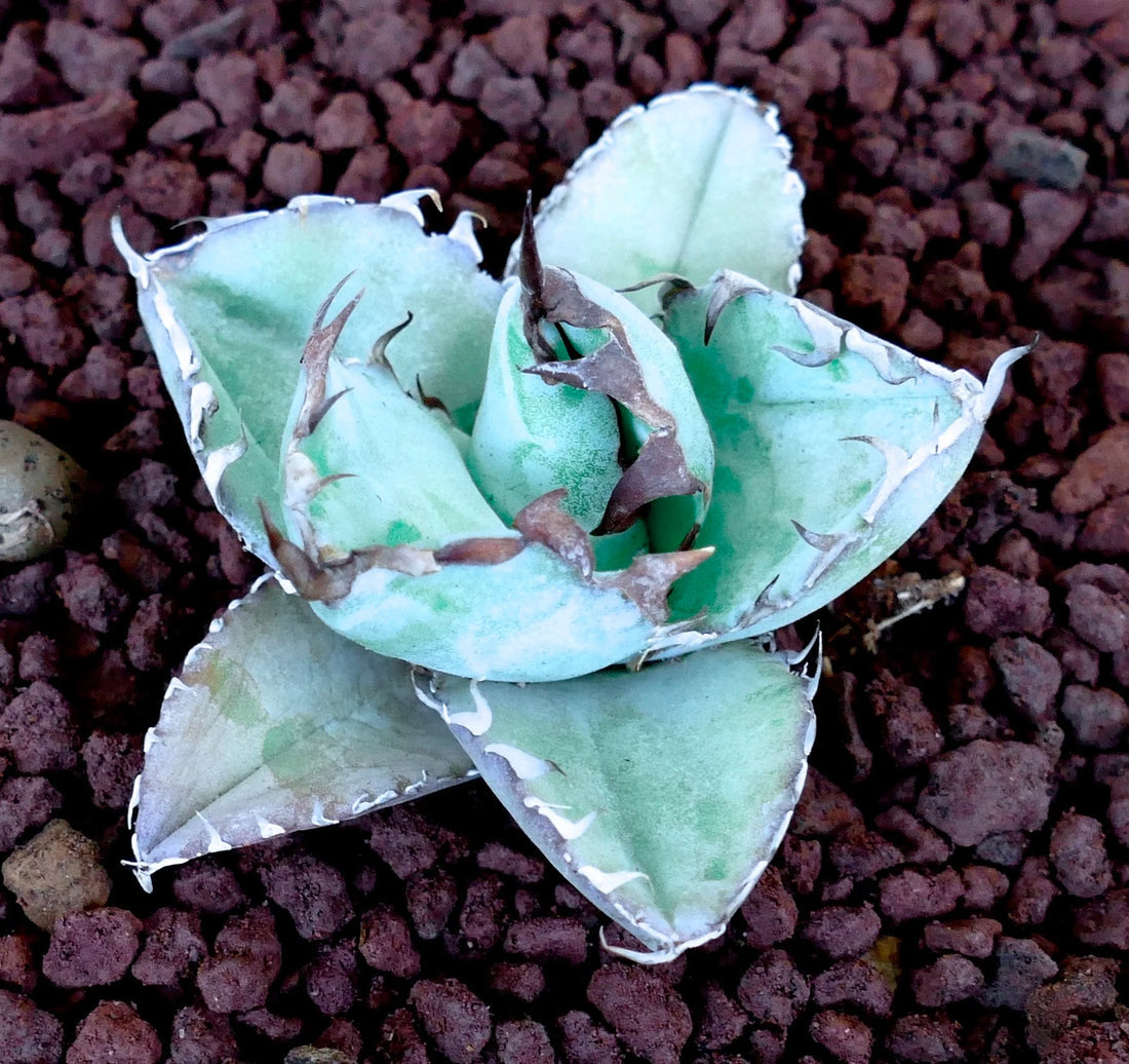 Blue Titanota flower seeds