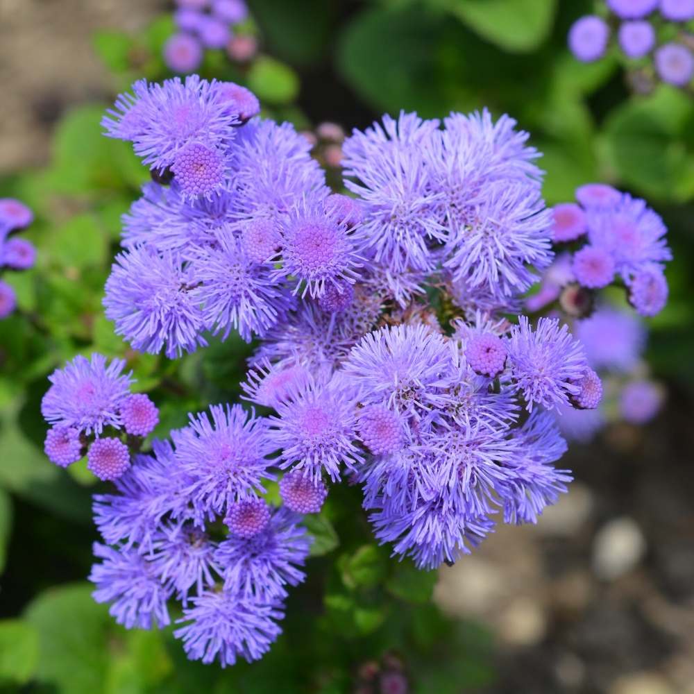 Violet Ageratum flower seeds