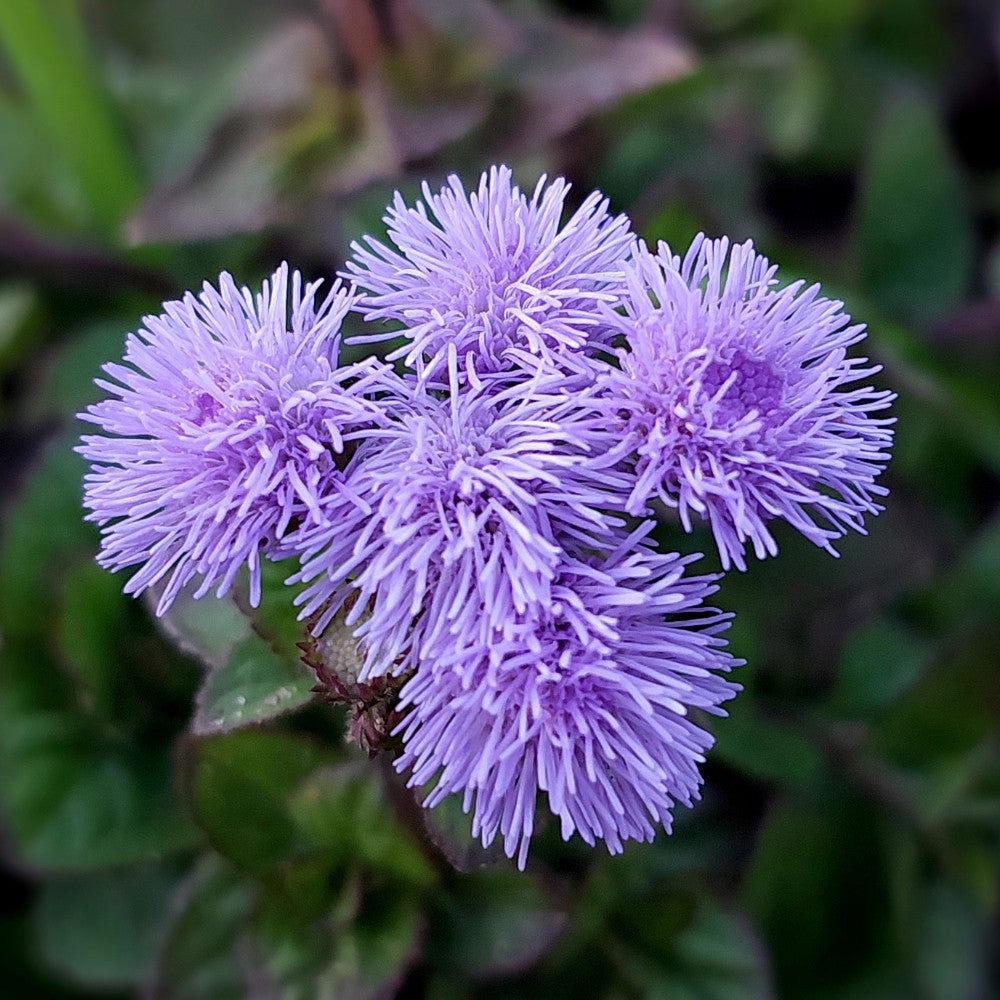 Floss flower seeds
