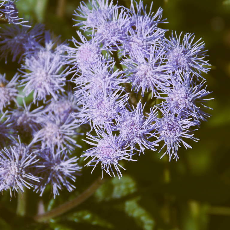 Mist Hardy Ageratum plant