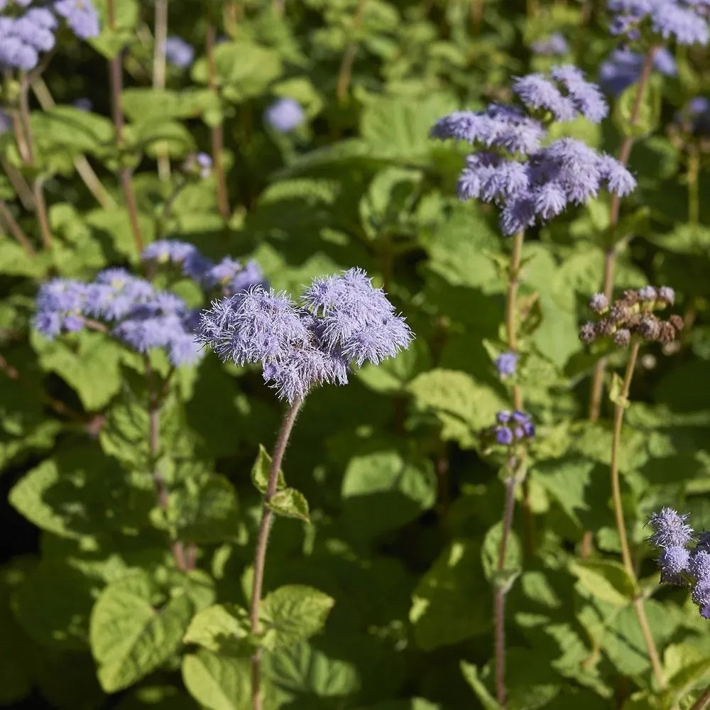 Mist Hardy Ageratum plant