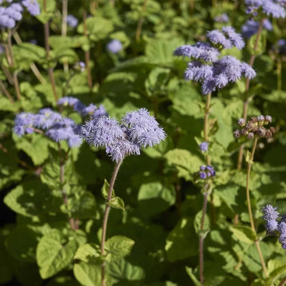 Mist Hardy Ageratum plant