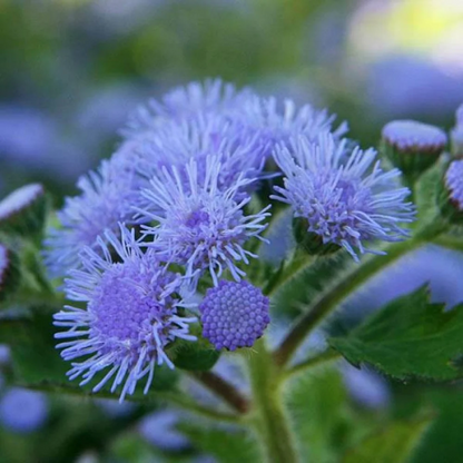 Floss Ageratum plant