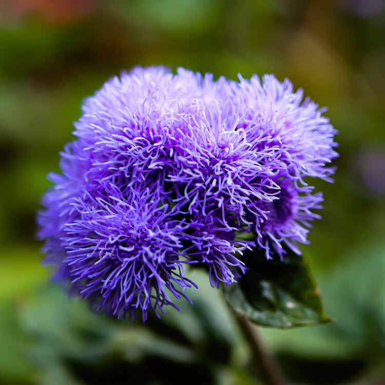 Floss Ageratum plant