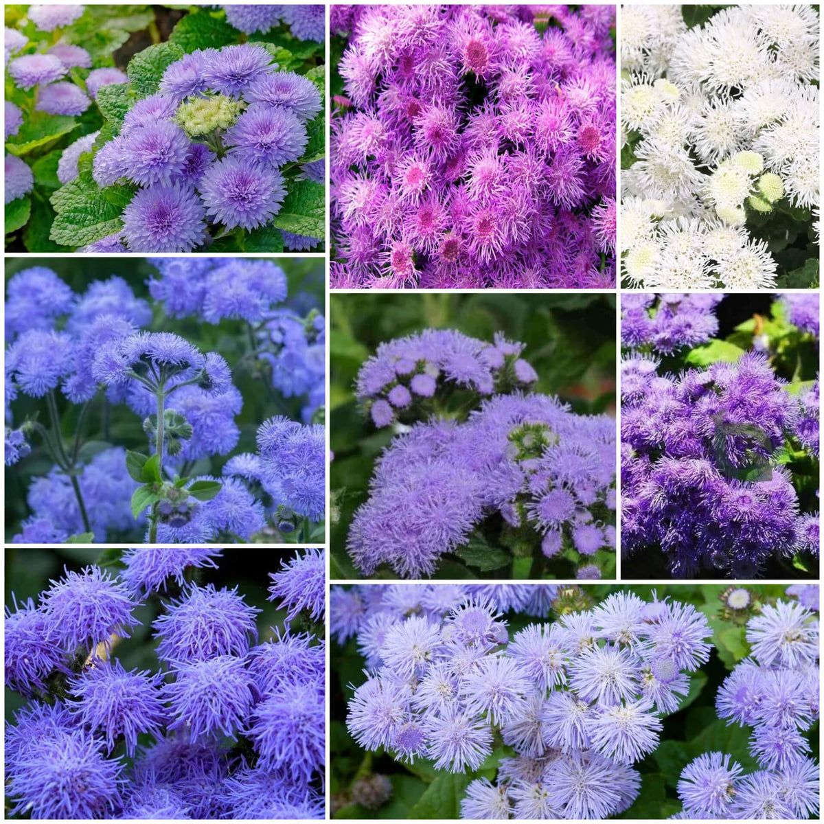 Ageratum plant