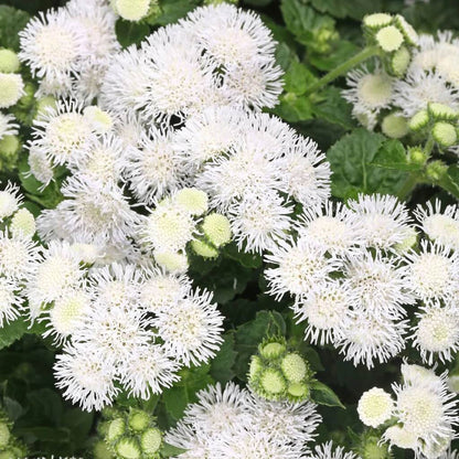 Ageratum plant
