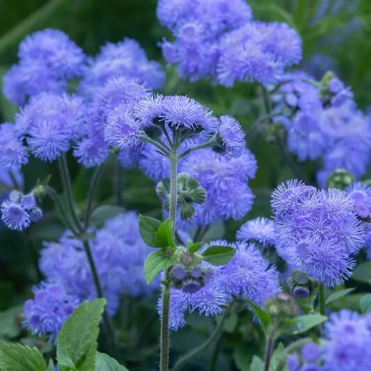 Ageratum plant