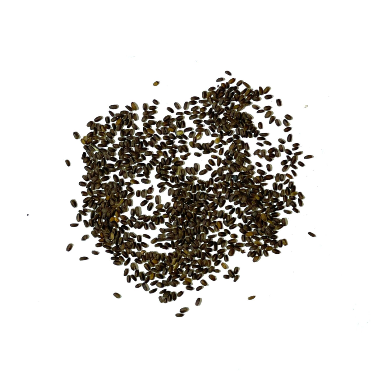 Ageratum plant