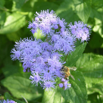 Mist Hardy Ageratum plant