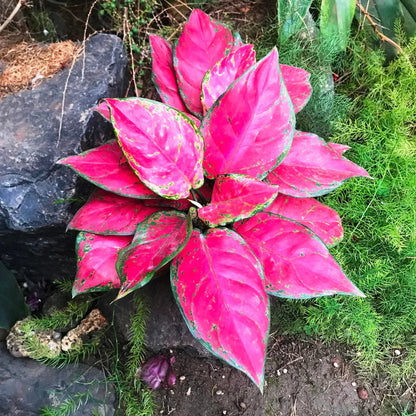 Aglaonema Plant flower seeds