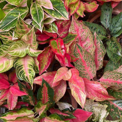 Aglaonema flower seeds