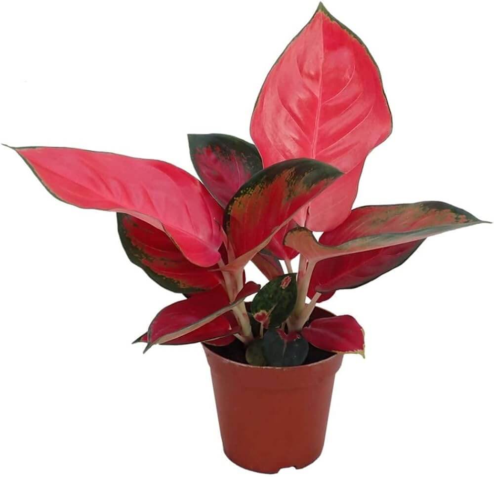 Ornamental windflower Aglaonema plant