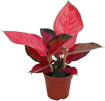 Ornamental windflower Aglaonema plant