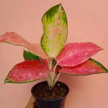 Ornamental windflower Aglaonema plant