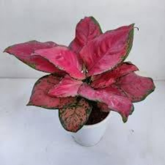 Ornamental windflower Aglaonema plant