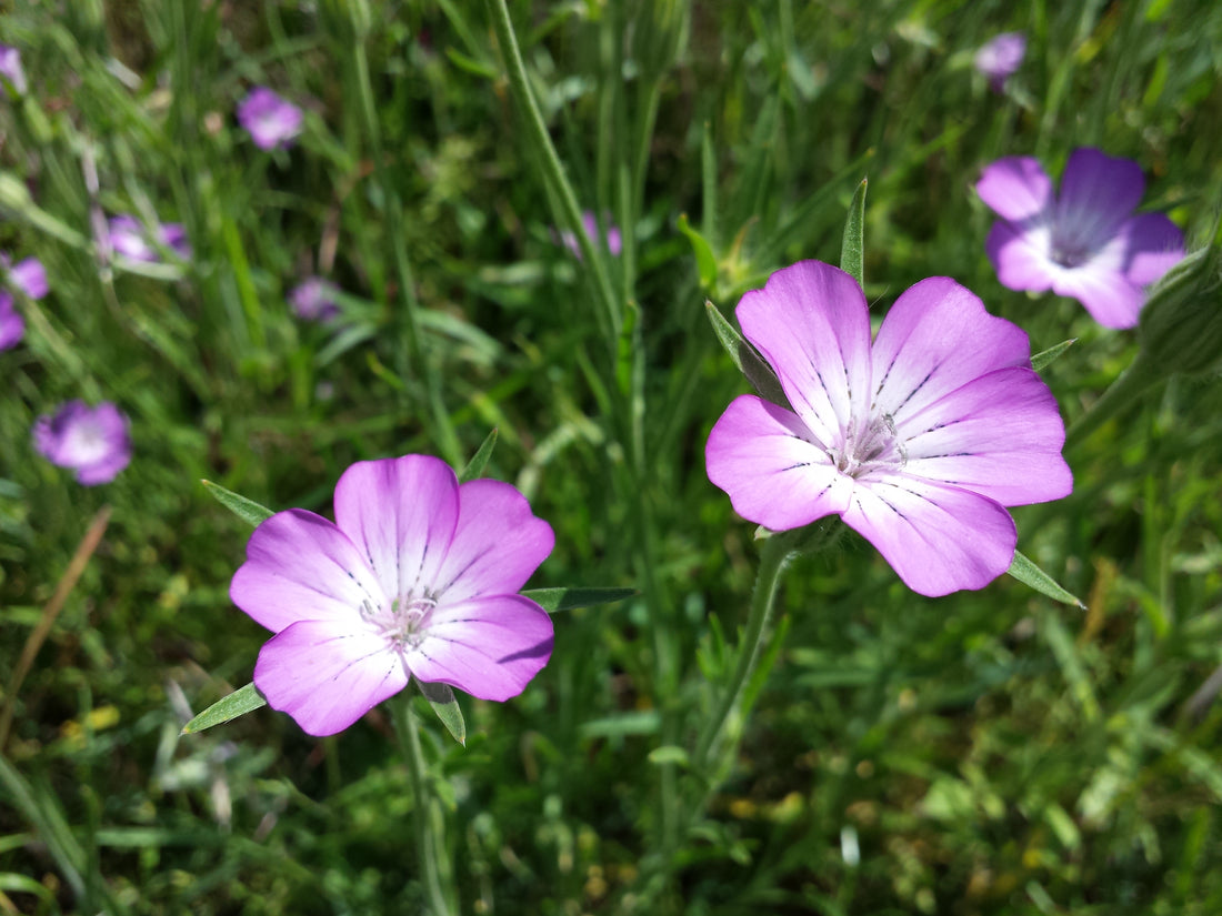 Pink Agrostemma flower seeds