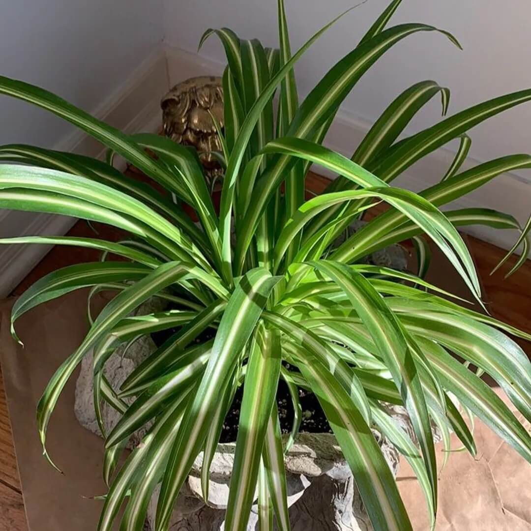 Airplane Plant plant