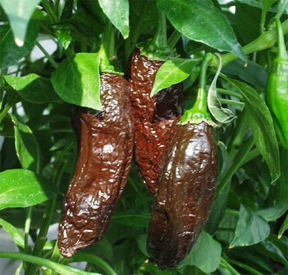 Aji Panca Pepper Seeds for Planting – Heirloom Chili Pepper Seeds