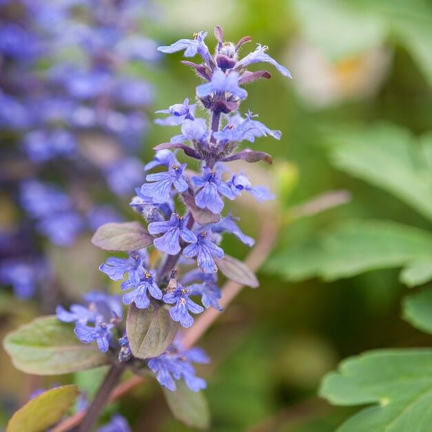 Ajuga Reptans plant