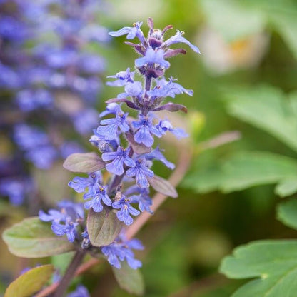 Ajuga Reptans plant