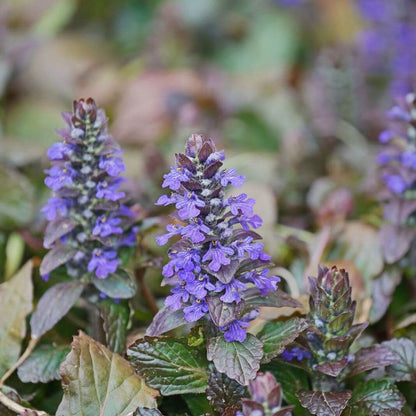Ajuga Reptans plant
