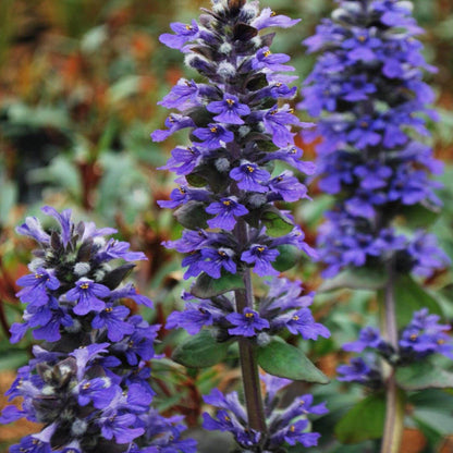 Ajuga plant