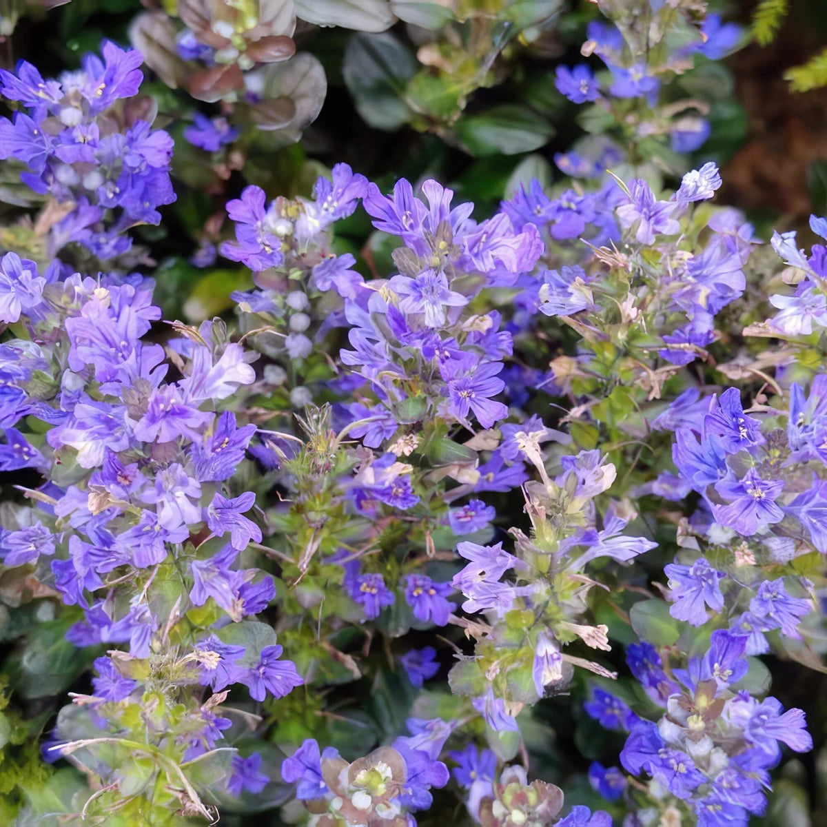 Ajuga plant