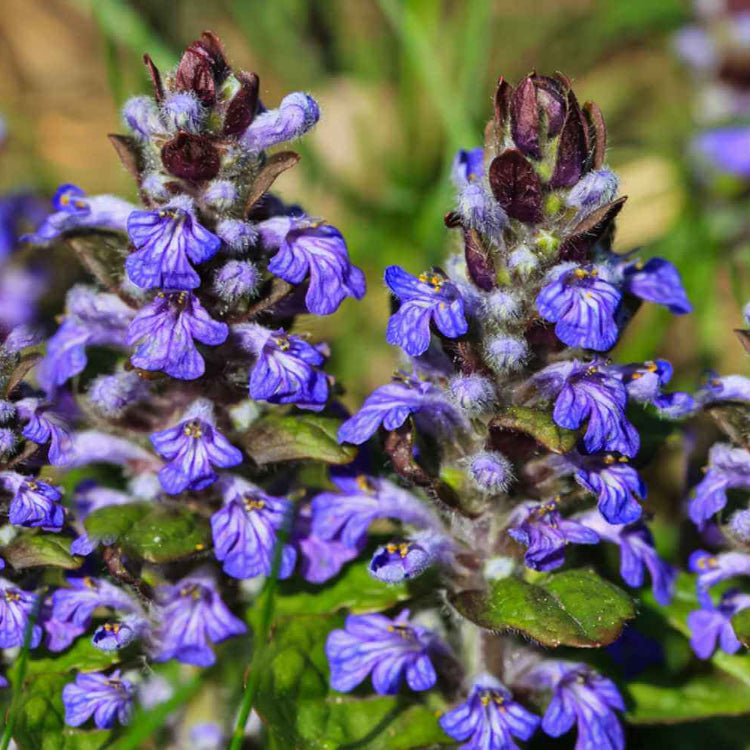 Ajuga plant
