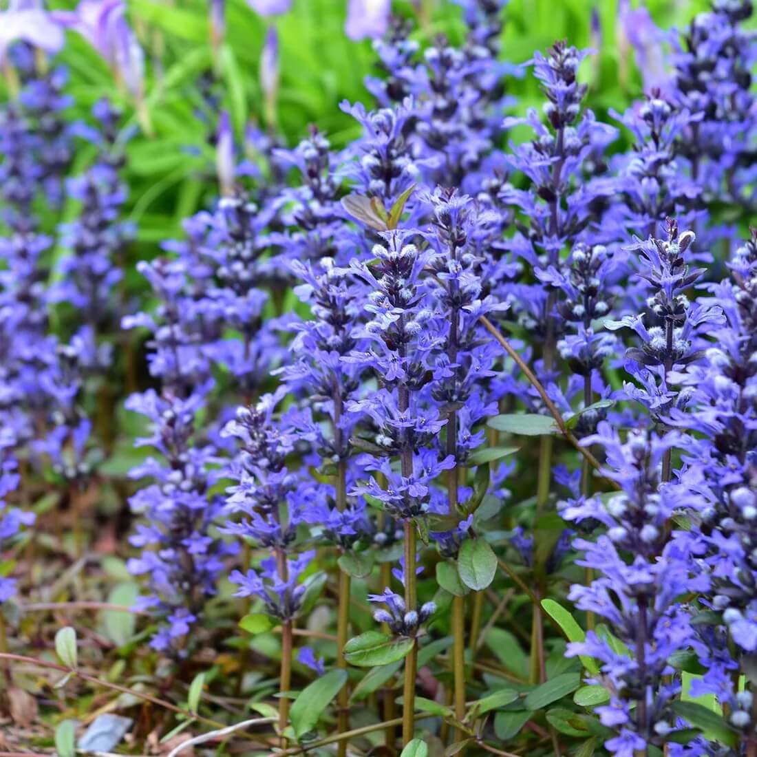 Ajuga plant