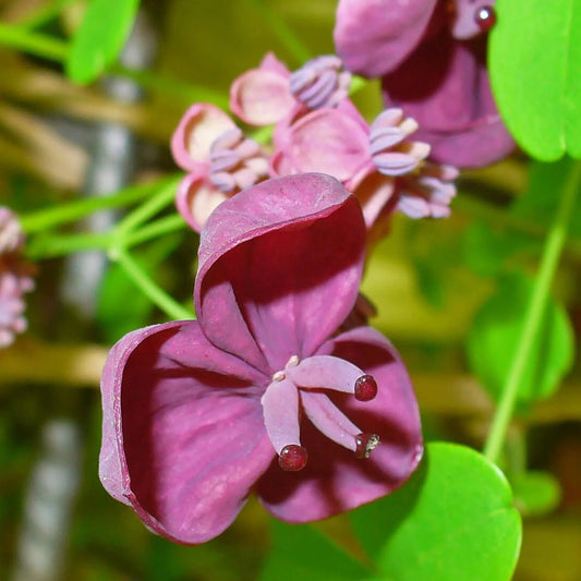 Akebia flower seeds