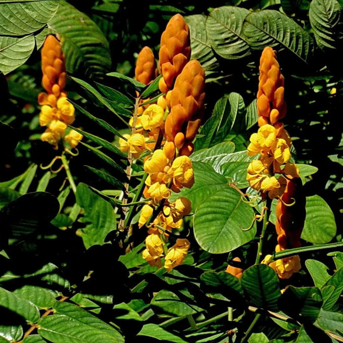 Alata Senna plant