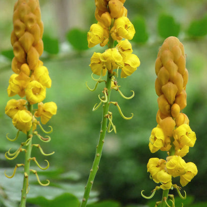 Alata Senna plant