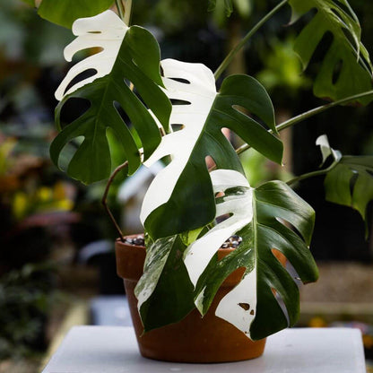 Albo Borsigiana plant