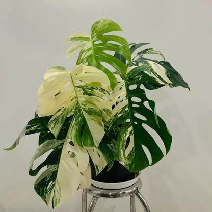 Albo Borsigiana plant