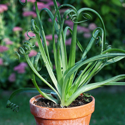 Spiral Ginger Flower Seeds for Planting – Heirloom Non-GMO Garden Seeds
