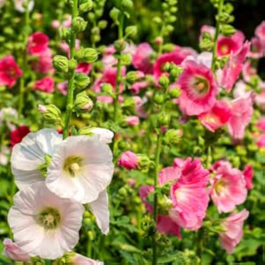 Alcea flower seeds