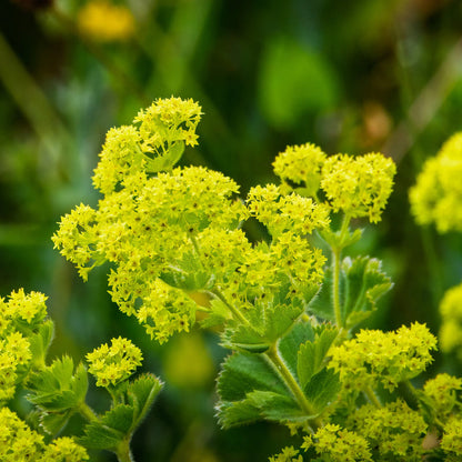 Green Alchemilla Mollis Flower Seeds for Planting – Heirloom Non-GMO Garden Seeds