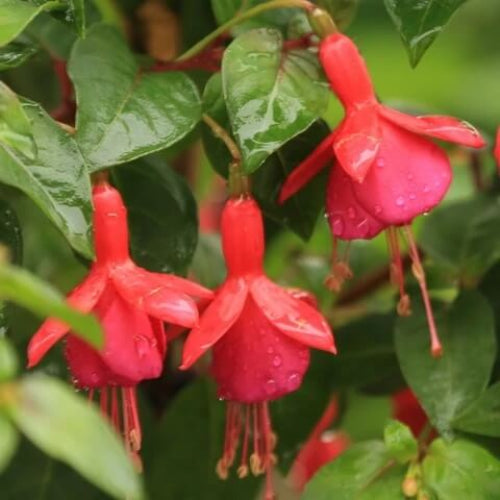Fuchsia plant